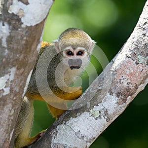 A black-capped squirrel monkey sitting on a tree (Saimirinae Saimiri boliviensis)