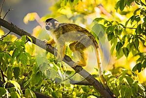 Black-capped squirrel monkey on a tree in Stubenberg tierpark