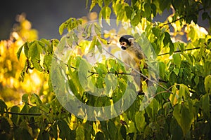 Black-capped squirrel monkey on a tree in Stubenberg tierpark