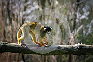 Black-capped squirrel monkey walking on a branch