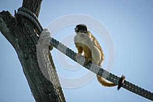 Black-capped squirrel monkey walking on a rope