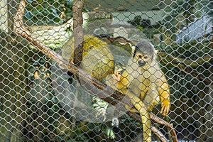 Black-capped squirrel monkey at zoo