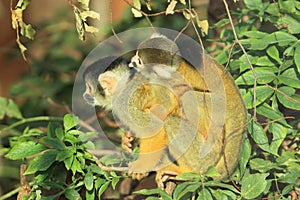 Black-capped squirrel monkeys