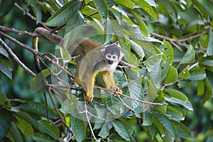 Black-capped squirrel, Saimiri boliviensis, monkey, Lake Sandoval, Amazonia, Peru photo