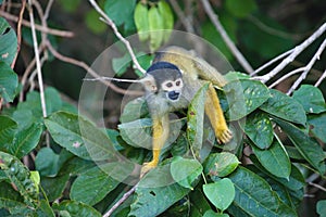 Black-capped squirrel, Saimiri boliviensis, monkey, Lake Sandoval, Amazonia, Peru