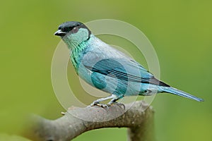 Black-capped tanager, Tangara heinei, bird in the green forest habitat sitting on the branch. Beautiful bird from Colombia. Blue