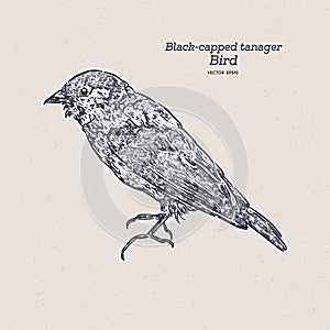 The black-capped tanager Tangara heinei hand draw sketch vector