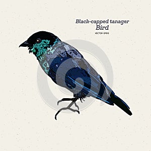 The black-capped tanager Tangara heinei hand draw sketch vector