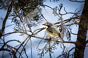 Black-capped vireo resting in a cedar tree photo