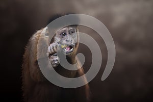 Black Capuchin Monkey eating