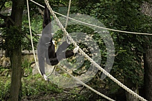 A Black Capuchin Monkey playing on ropes