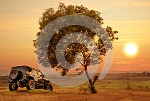 Black car parked near the big tree at sunset time