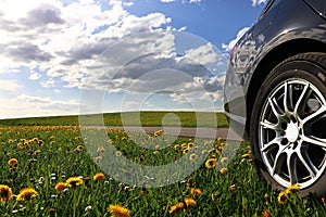 A black car stands in a dandelion meadow