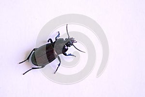Black carabidae beetle