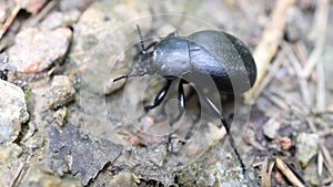 Black carabus beetle crawls on ground