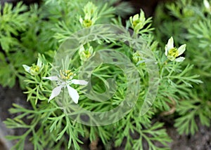 Black caraway, Kalonji