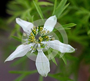 Black caraway, Kalonji