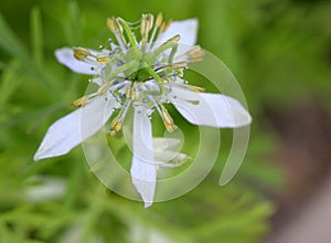 Black caraway, Kalonji