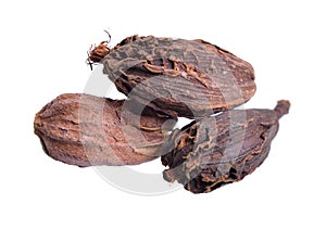 Black cardamom, also known as hill cardamom, Bengal cardamom, greater cardamom, Indian cardamom, Nepal cardamom, winged cardamom, photo