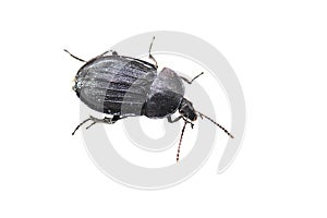Black carion beetle, Slakkenaaskever, Phosphuga atrata