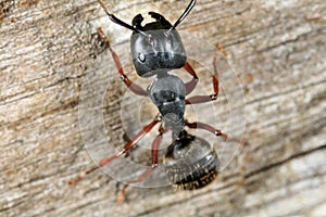 Black carpenter ant photo
