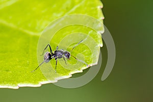 Black Carpenter Ant