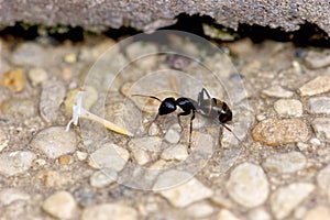 Black Carpenter Ant 704530