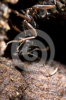 Black carpenter ant climbing down