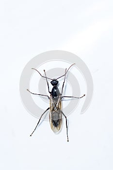 Black carpenter ant isolated on white background