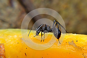 The black carpenter ant is a species of carpenter ant. Camponotus pennsylvanicus is one of the largest species of carpenter ants