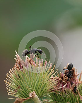 Black Carpenter Ants