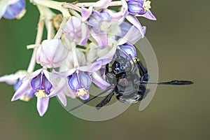 A black carpenter bee in Bali on a flower photo