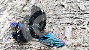 A black carpenter bee is resting on a rough surface.