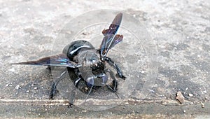 A black carpenter bee is resting on a rough surface.