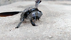 A black carpenter bee is resting on a rough surface.