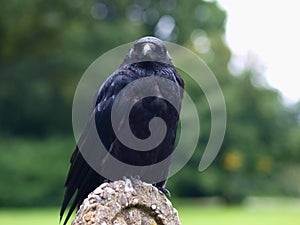 Black Carrion Crow frontal view