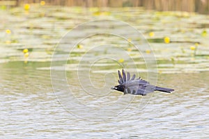 Black carrion crow raven corvus corone in flight over pond