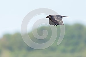 Black carrion crow raven corvus corone flying in front of forest