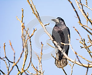 Black Carrion Crow sitting on a tree