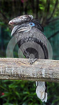 Black-casqued hornbill 1