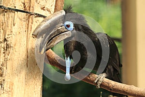 Black-casqued hornbill