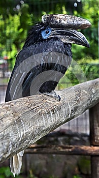 Black-casqued hornbill 2