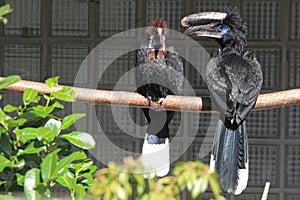 Black-casqued hornbill