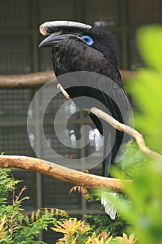 Black-casqued hornbill