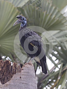 Black-casqued hornbill, Ceratogymna atrata