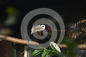 The black casqued hornbill, Ceratogymna atrata, also black casqued wattled hornbill