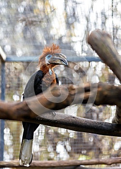 Black Casqued Hornbill (Ceratogymna atrata) Outdoors