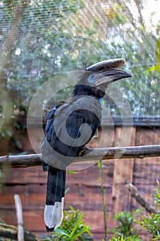 Black Casqued Hornbill (Ceratogymna atrata) Outdoors