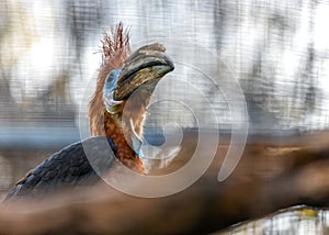 Black Casqued Hornbill (Ceratogymna atrata) Outdoors