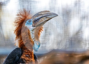 Black Casqued Hornbill (Ceratogymna atrata) Outdoors